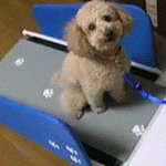 Dog Treadmill